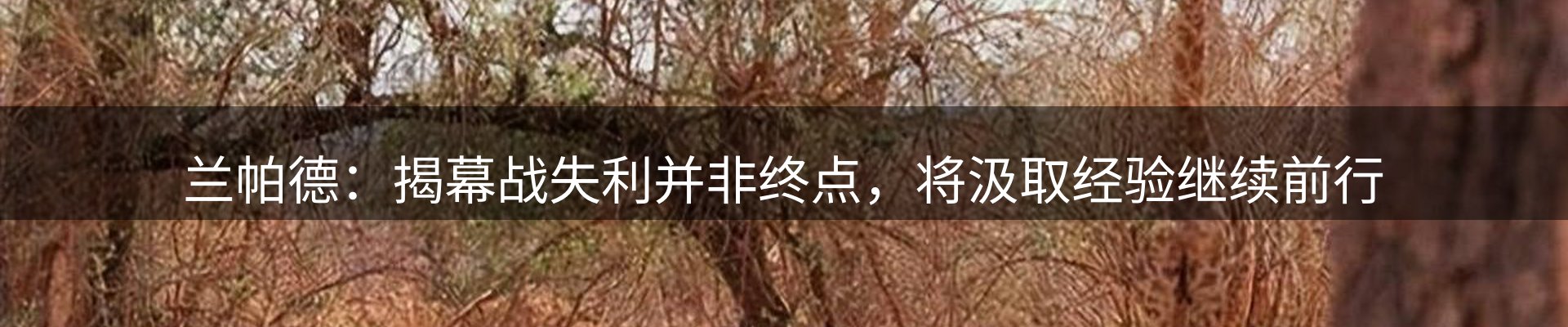 公司导读